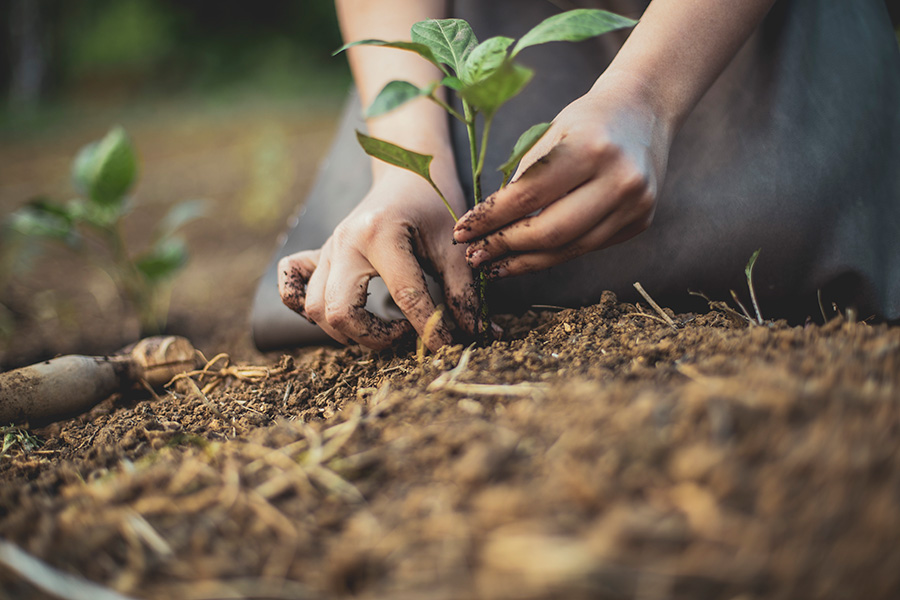 tree planting